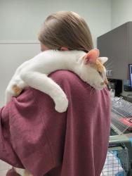 Reunited Male Cat last seen Highwoods Preserve s, Tampa, FL 33647