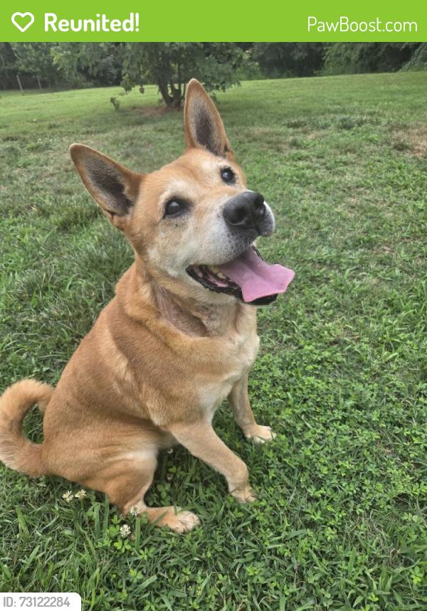 Reunited Male Dog last seen Near Bryant Mill Rd, Ararat, NC 27007, USA, Ararat, NC 27007