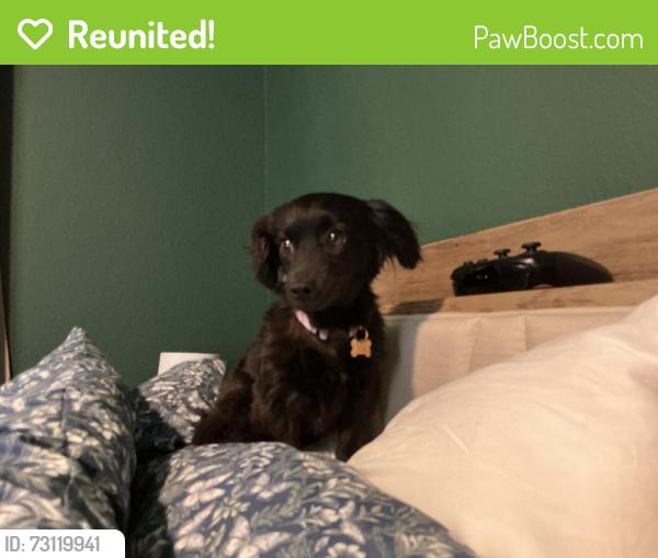 Reunited Female Dog last seen Starry Farm Way, Richmond, TX 77406