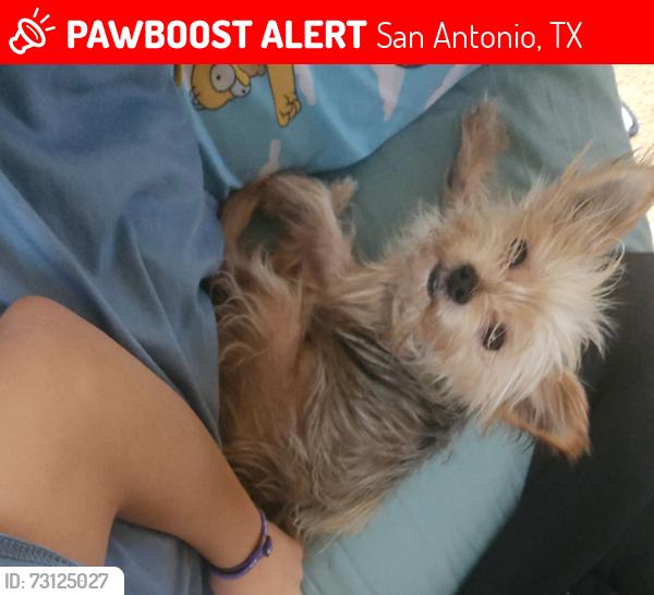 Lost Female Dog last seen Riverstone at Alamo Ranch, red maple way Freeport leaf, Brewster Mill, McKinney Falls, San Antonio, TX 78253