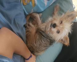 Lost Female Dog last seen Riverstone at Alamo Ranch, red maple way Freeport leaf, Brewster Mill, McKinney Falls, San Antonio, TX 78253