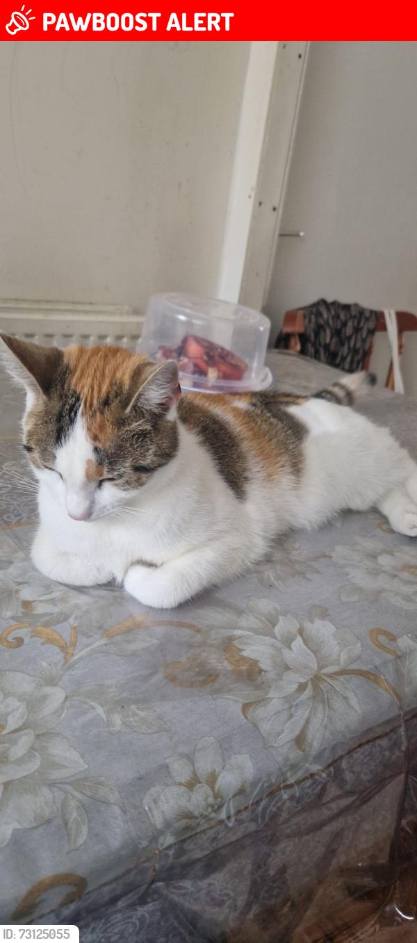 Lost Female Cat last seen Chelmsford street oldham OL8, Greater Manchester, England 