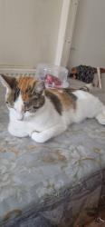 Lost Female Cat last seen Chelmsford street oldham OL8, Greater Manchester, England 