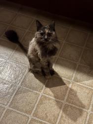 Lost Female Cat last seen Mahala Dr, Carmichael, CA 95608
