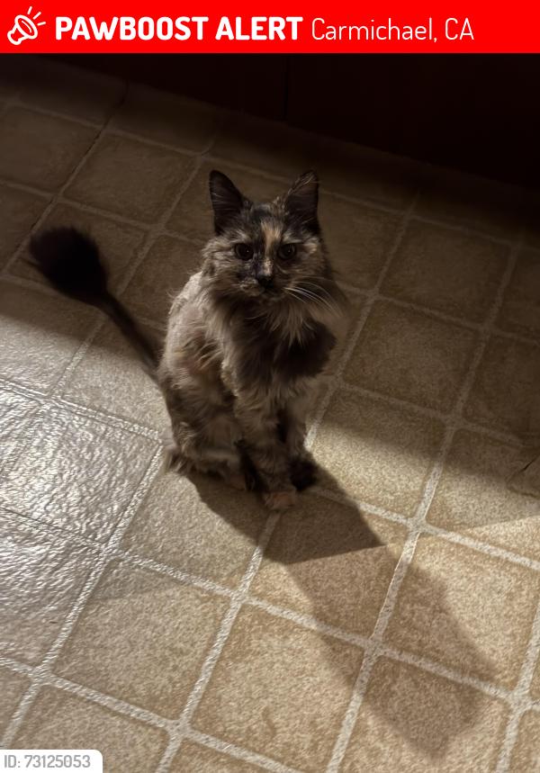 Lost Female Cat last seen Mahala Dr, Carmichael, CA 95608