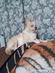 Reunited Male Dog last seen General Kruger and Winewood, San Antonio, TX 78213