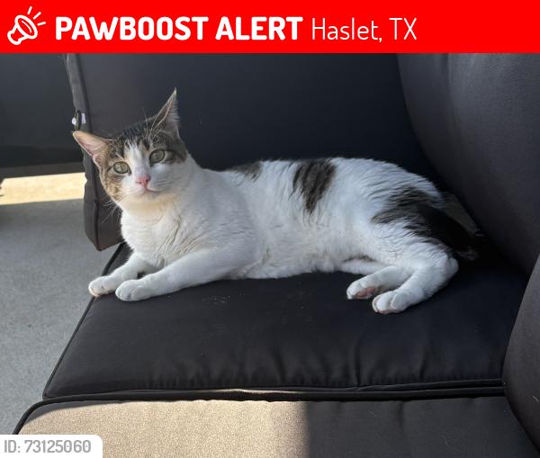 Lost Female Cat last seen Near Zapateado way Haslet TX, Haslet, TX 76052