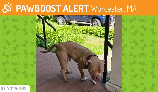 Found/Stray Male Dog last seen Burncoat & Lincoln, Worcester, MA 01606