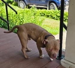Found/Stray Male Dog last seen Burncoat & Lincoln, Worcester, MA 01606
