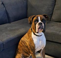 Found/Stray Male Dog last seen Leopard, Corpus Christi, TX 78410