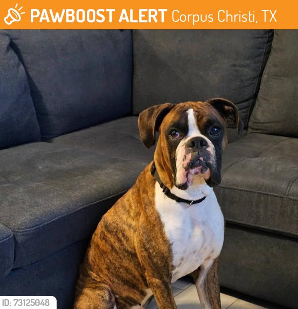 Found/Stray Male Dog last seen Leopard, Corpus Christi, TX 78410