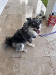 Reunited Unknown Dog last seen Berkeley st in NE Boca, Boca Raton, FL 33487