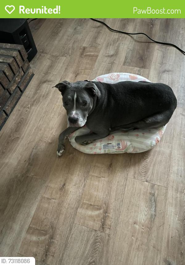 Reunited Female Dog last seen McCalla Rd, Bessemer, AL 35022