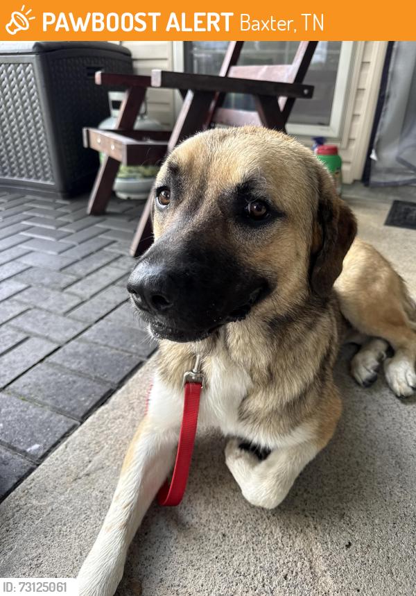Found/Stray Female Dog last seen Baxter Depo, Baxter, TN 38501