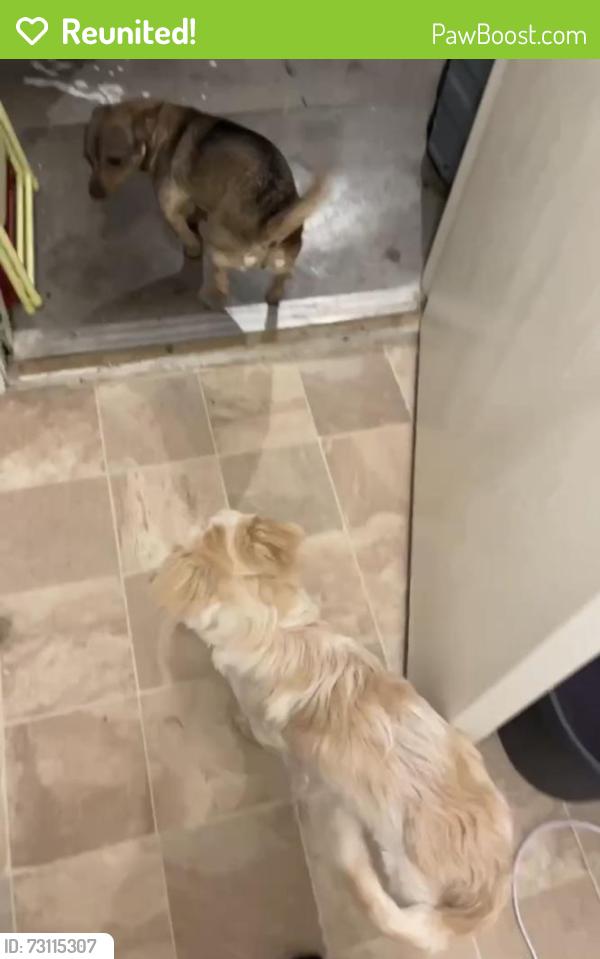 Reunited Female Dog last seen Beaverwood ln, Crowley, TX 76036