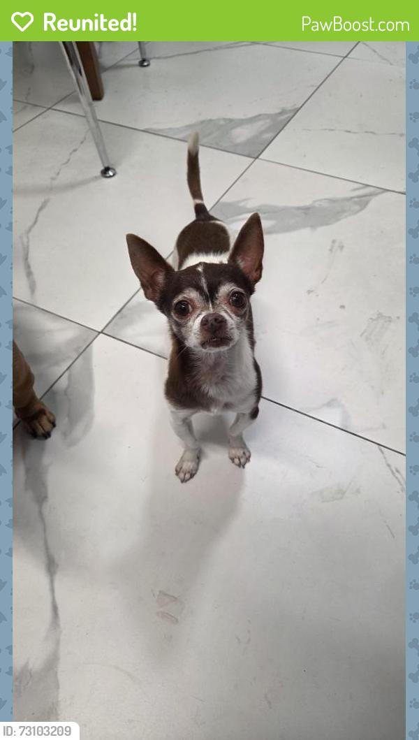 Reunited Male Dog last seen Red Road and west 16th st Hialeah, Hialeah, FL 33010