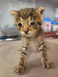 Shelter Stray Male Cat last seen S Orange Ave & E Sumner Ave, Fresno Zone Fresno CO 1A 93725, CA, 1510 W Dan Ronquillo Dr, Fresno, CA 93706, USA