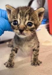 Shelter Stray Male Cat last seen S Orange Ave & E Sumner Ave, Fresno Zone Fresno CO 1A 93725, CA, 1510 W Dan Ronquillo Dr, Fresno, CA 93706, USA