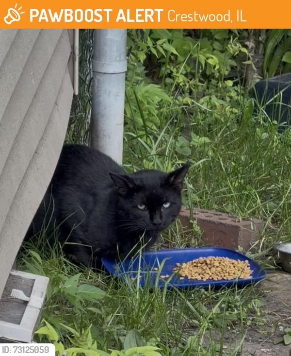 Found/Stray Unknown Cat last seen 142nd and Pulaski, Crestwood, IL 60445