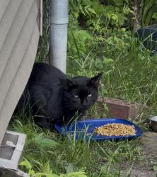 Found/Stray Unknown Cat last seen 142nd and Pulaski, Crestwood, IL 60445