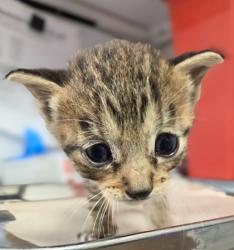 Shelter Stray Female Cat last seen S Orange Ave & E Sumner Ave, Fresno Zone Fresno CO 1A 93725, CA, 1510 W Dan Ronquillo Dr, Fresno, CA 93706, USA