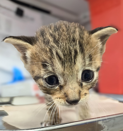 Shelter Stray Female Cat last seen S Orange Ave & E Sumner Ave, Fresno Zone Fresno CO 1A 93725, CA, 1510 W Dan Ronquillo Dr, Fresno, CA 93706, USA