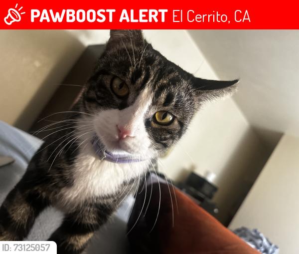 Lost Male Cat last seen Knott ave San Pablo, El Cerrito, CA 94530