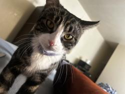 Lost Male Cat last seen Knott ave San Pablo, El Cerrito, CA 94530