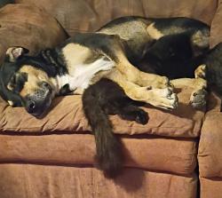 Reunited Male Dog last seen Near E Plum Ct, Cleburne, TX 76031, USA, Cleburne, TX 76031