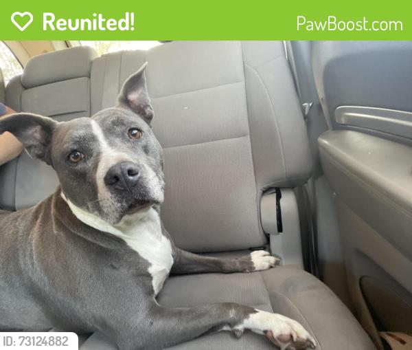 Reunited Female Dog last seen Highland springs high school, Highland Springs, VA 23075