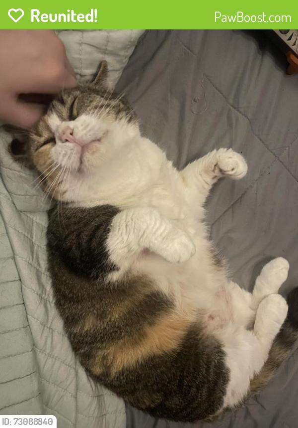 Reunited Female Cat last seen Glenside Dr & Walford Ave, Richmond, VA 23226