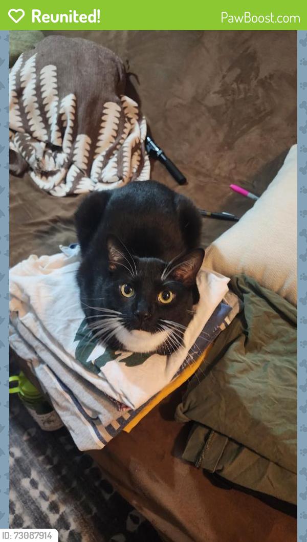 Reunited Male Cat last seen Near 26 ave se minneapolis como area, Minneapolis, MN 55414