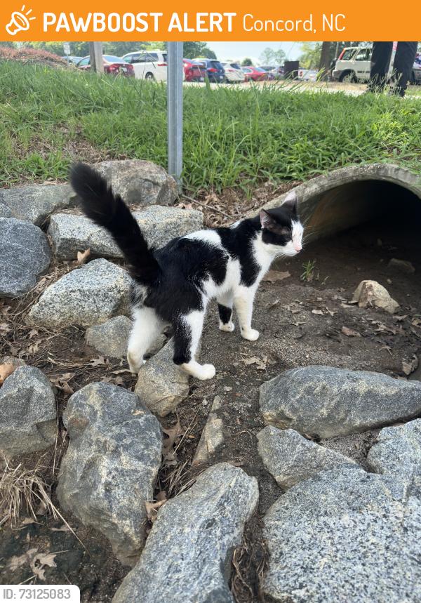 Found/Stray Female Cat last seen Stough road in storm drain near parking lot, Concord, NC 28027