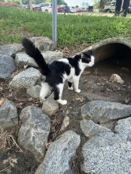 Found/Stray Female Cat last seen Stough road in storm drain near parking lot, Concord, NC 28027