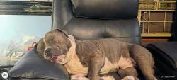 Reunited Male Dog last seen Near E Plum Ct, Cleburne, TX 76031, USA, Cleburne, TX 76031