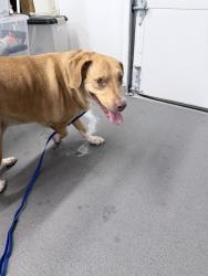 Reunited Female Dog last seen Ridgebury Blvd, Ohio, USA, Cuyahoga County, OH 44143