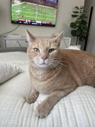 Lost Male Cat last seen One Lake Neighborhood, Fairfield, CA 94533