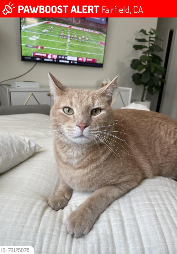 Lost Male Cat last seen One Lake Neighborhood, Fairfield, CA 94533