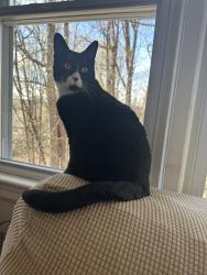 Lost Male Cat last seen Winthrop st, Augusta, ME 04330