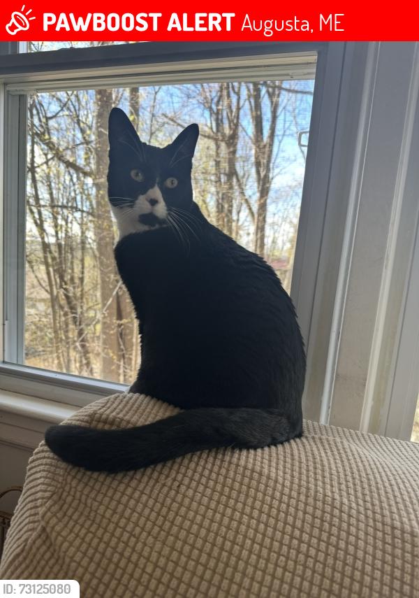 Lost Male Cat last seen Winthrop st, Augusta, ME 04330