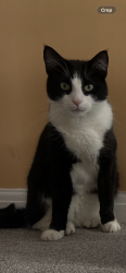 Reunited Male Cat last seen Moorfield Road area, Brockworth, England 