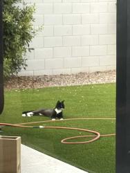 Found/Stray Female Cat last seen N 39th Way and E Acoma Dr., Phoenix, AZ 85032