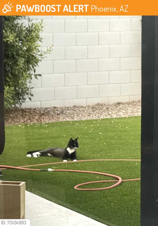 Found/Stray Female Cat last seen N 39th Way and E Acoma Dr., Phoenix, AZ 85032