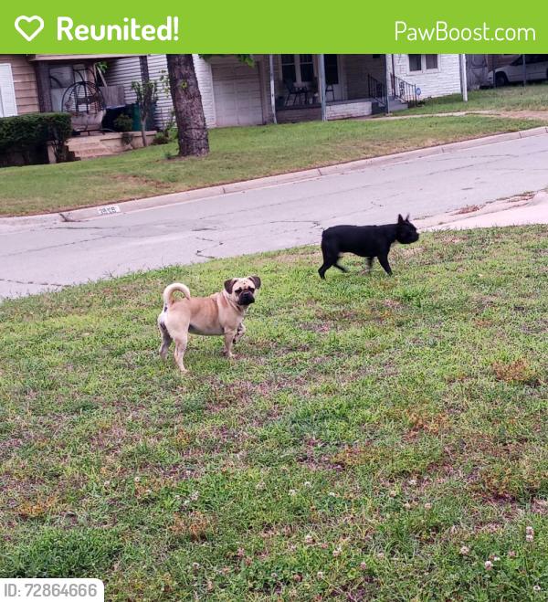 Reunited Female Dog last seen N.W.Liberty & Shawnee, Oklahoma City, OK 73107