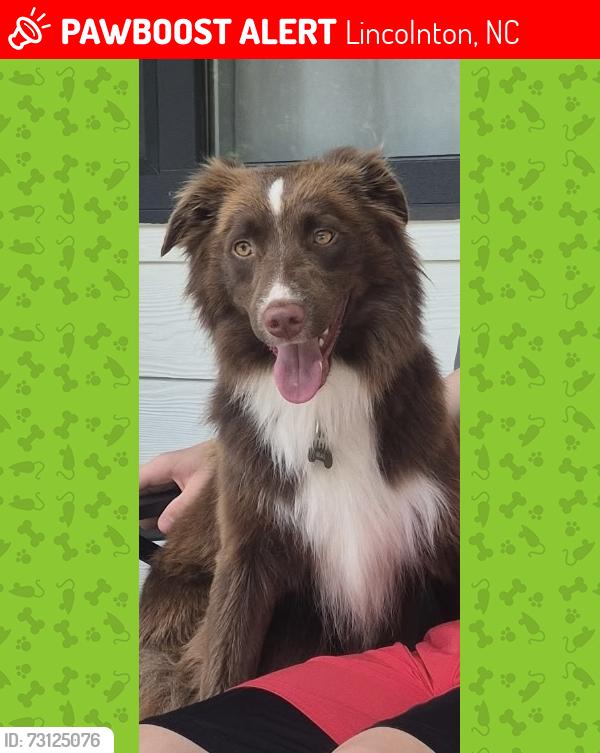 Lost Male Dog last seen Hill top rd Burris blvd Lincolnton, Lincolnton, NC 28092
