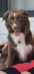 Lost Male Dog last seen Hill top rd Burris blvd Lincolnton, Lincolnton, NC 28092