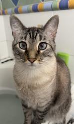 Lost Male Cat last seen Rodeway Inn Clearwater/Dunedin, Clearwater, FL 33763
