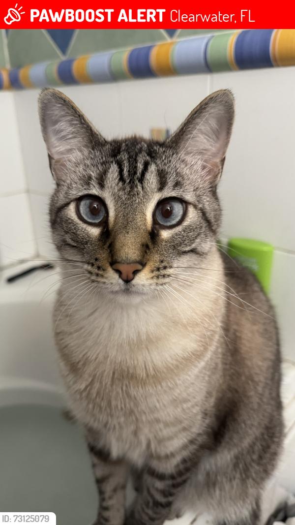 Lost Male Cat last seen Rodeway Inn Clearwater/Dunedin, Clearwater, FL 33763
