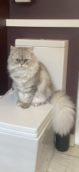 Reunited Male Cat last seen Smithurst Road & Halls lane, Newthorpe, England NG16 2BP