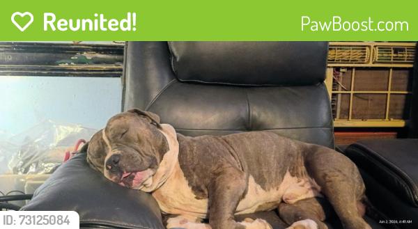 Reunited Male Dog last seen Near E Plum Ct, Cleburne, TX 76031, USA, Cleburne, TX 76031